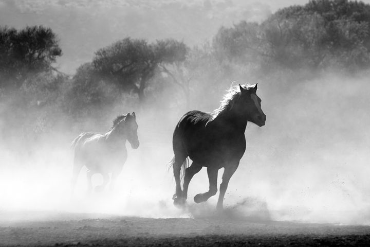 horses running blk wht